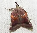 Trumpet Vine Moth - Hodges#5563 - photo 3