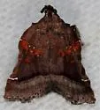 Trumpet Vine Moth - Hodges#5563 - photo 4