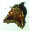 Trumpet Vine Moth - Hodges#5563 - photo 5