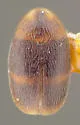 Clypastraea ornata