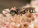 Clypeadon californicus