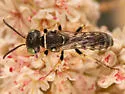Clypeadon californicus - photo 2