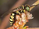 Clypeadon californicus - photo 3