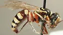 Clypeadon laticinctus
