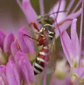 Clypeadon laticinctus - photo 3
