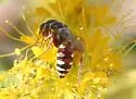 Clypeadon laticinctus - photo 4