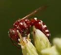 Clypeadon sculleni