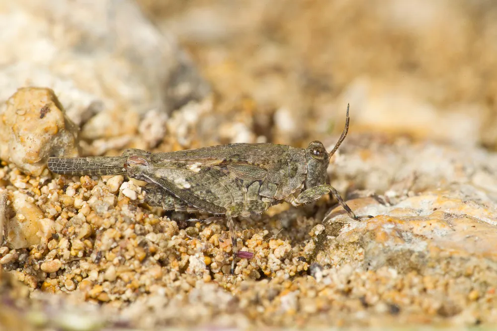 Mexican Pygmy Grasshopper