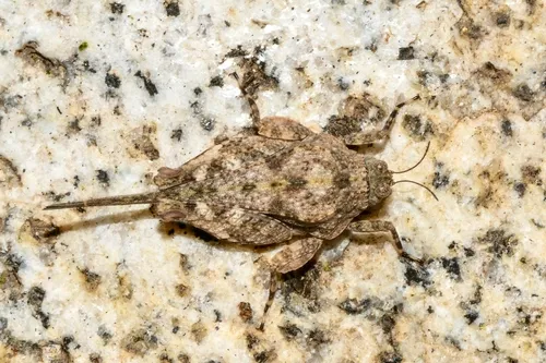 Broad-legged Pygmy Grasshopper 0