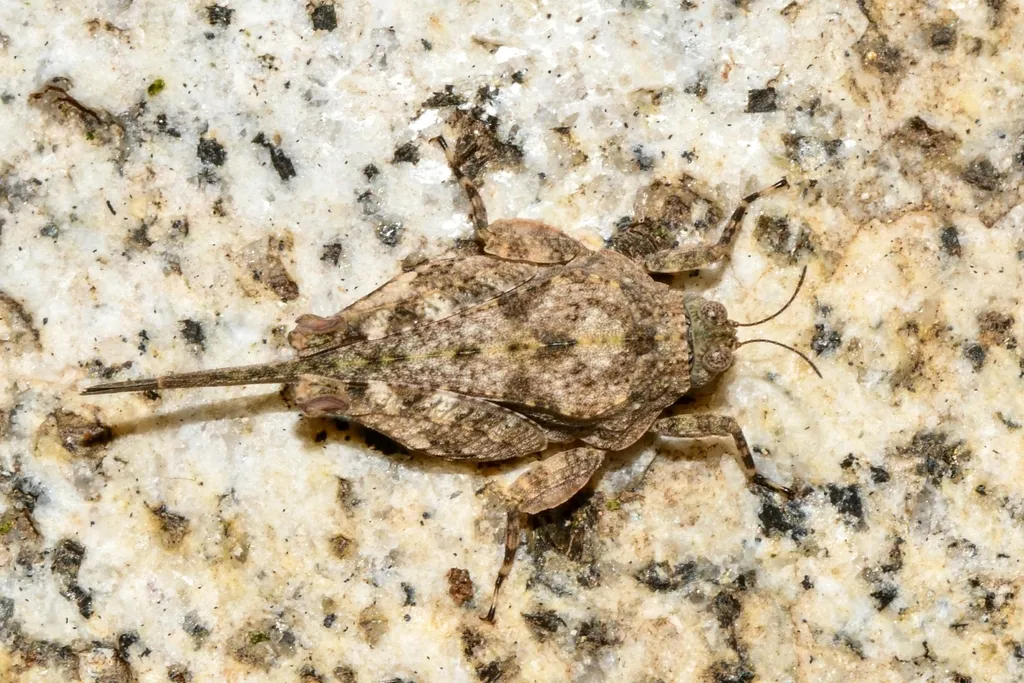 Broad-legged Pygmy Grasshopper 0 - photo 2