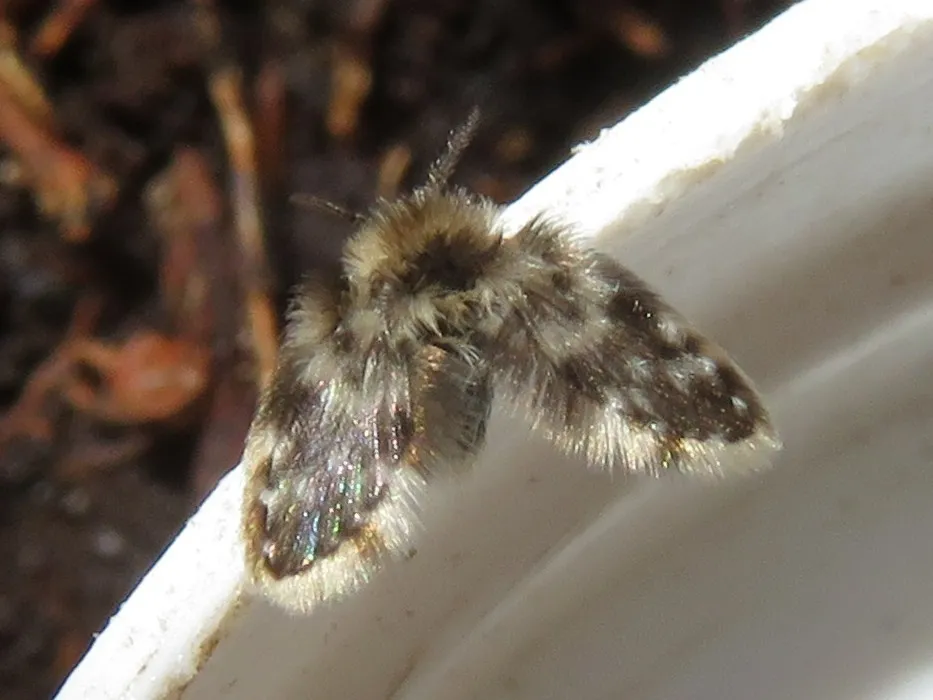 Clytocerus splendidus - photo 2