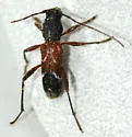 Clytoleptus albofasciatus