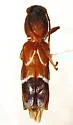 Clytoleptus albofasciatus - photo 2
