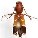 Clytoleptus albofasciatus - photo 3