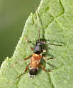 Clytoleptus albofasciatus - photo 4