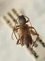 Clytoleptus albofasciatus - photo 5