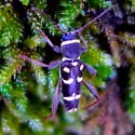 Clytus blaisdelli