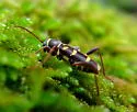 Clytus blaisdelli - photo 2