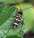 Clytus blaisdelli - photo 3