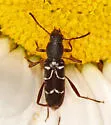 Clytus canadensis