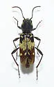 Clytus clitellarius