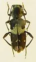 Clytus clitellarius - photo 2