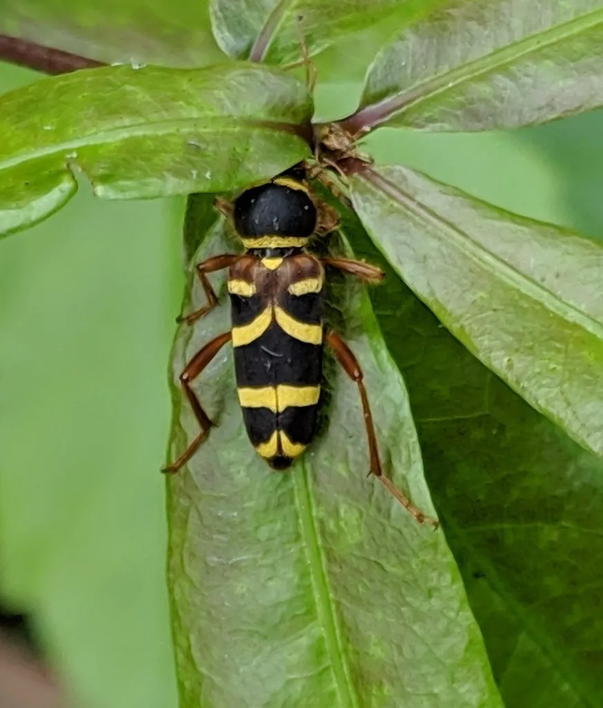 Clytus marginicollis