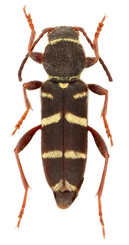 Clytus marginicollis - photo 2