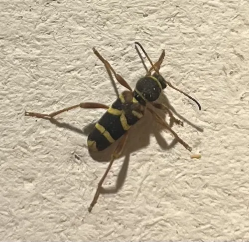 Clytus marginicollis - photo 4