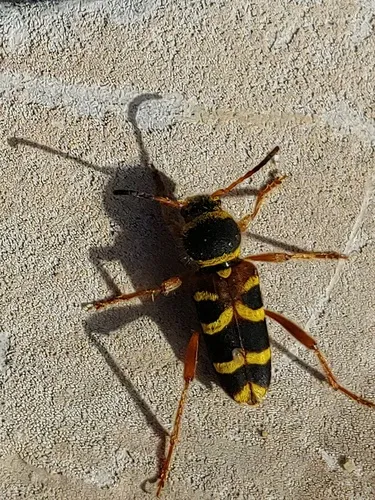 Clytus marginicollis - photo 5