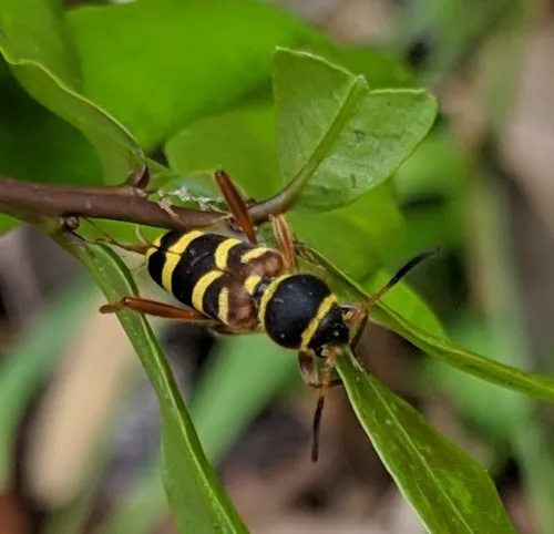 Clytus marginicollis - photo 6