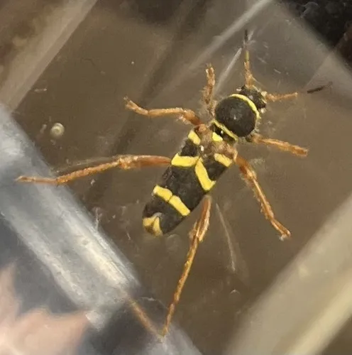 Clytus marginicollis - photo 7