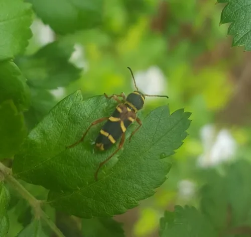 Clytus marginicollis - photo 8