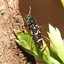 Clytus pacificus