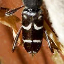 Clytus pacificus - photo 2