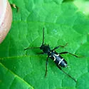 Clytus pacificus - photo 3