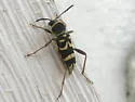 Clytus planifrons