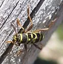 Clytus planifrons - photo 2