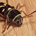 Clytus planifrons - photo 3