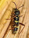 Clytus planifrons - photo 4