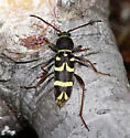 Clytus planifrons - photo 5