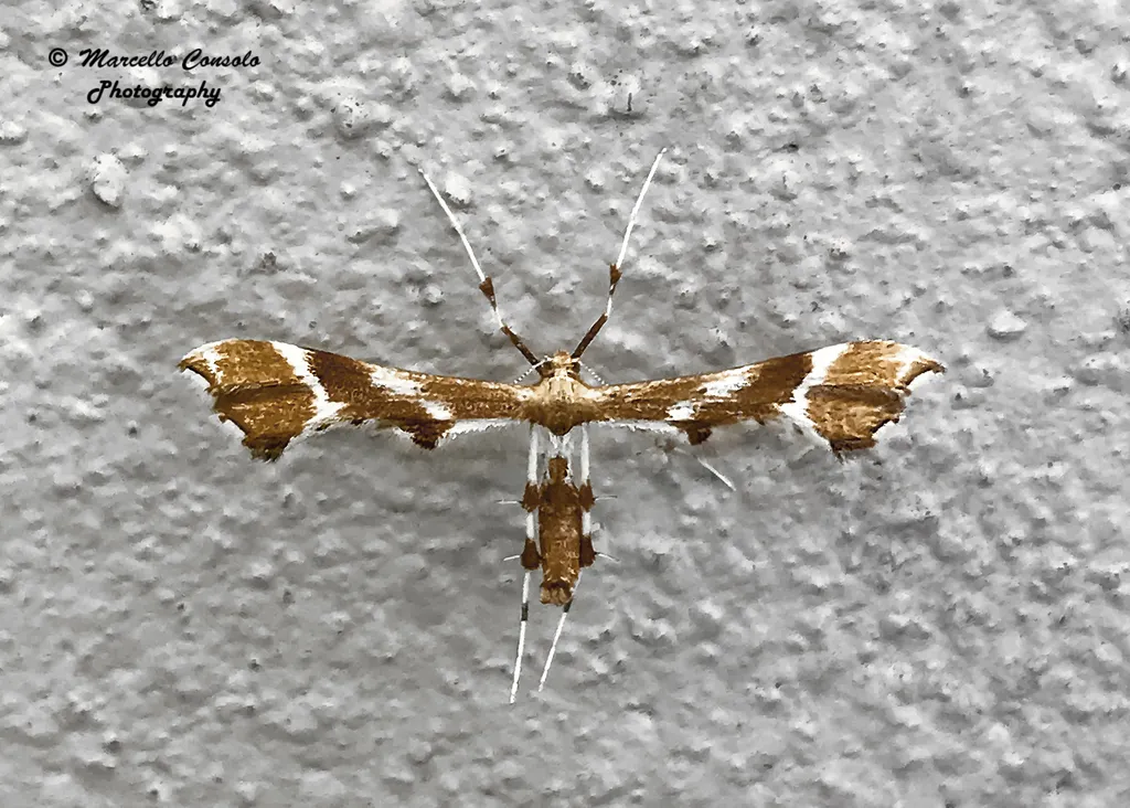 Rose Plume Moth - photo 2