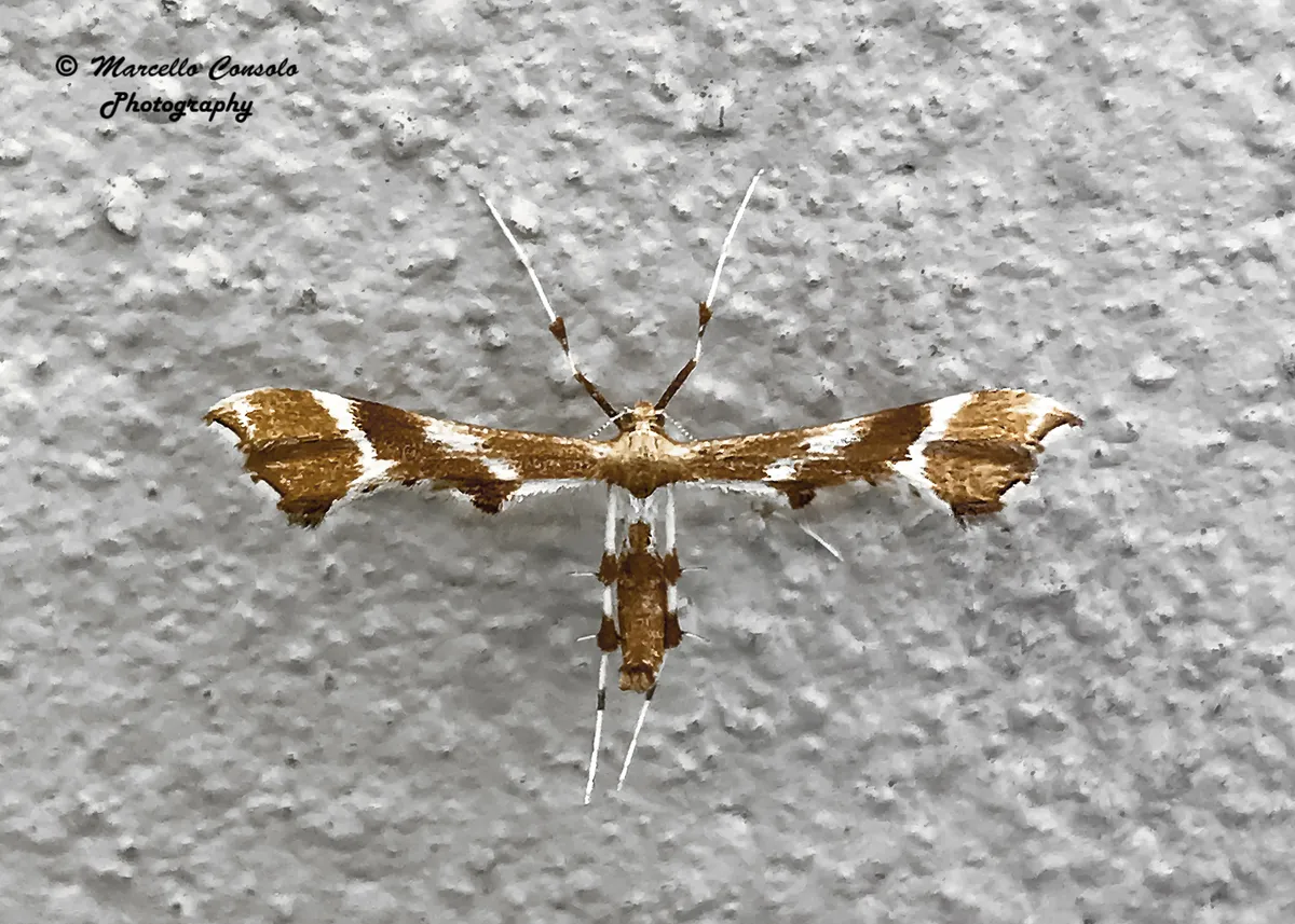 Rose Plume Moth - photo 3