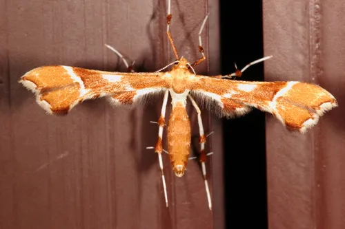 Rose Plume Moth - photo 5