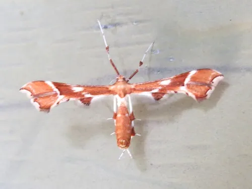 Rose Plume Moth - photo 7
