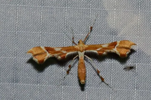 Rose Plume Moth - photo 8