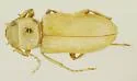 Cnemodinus testaceus