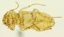 Cnemodinus testaceus - photo 2