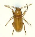 Cnemodinus testaceus - photo 3