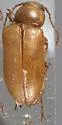 Cnemodinus testaceus - photo 4